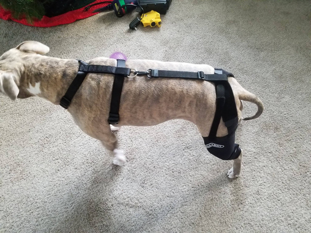 Double Knee Brace and Chest Halter R37136