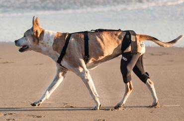 Double Knee Brace and Chest Halter R37136