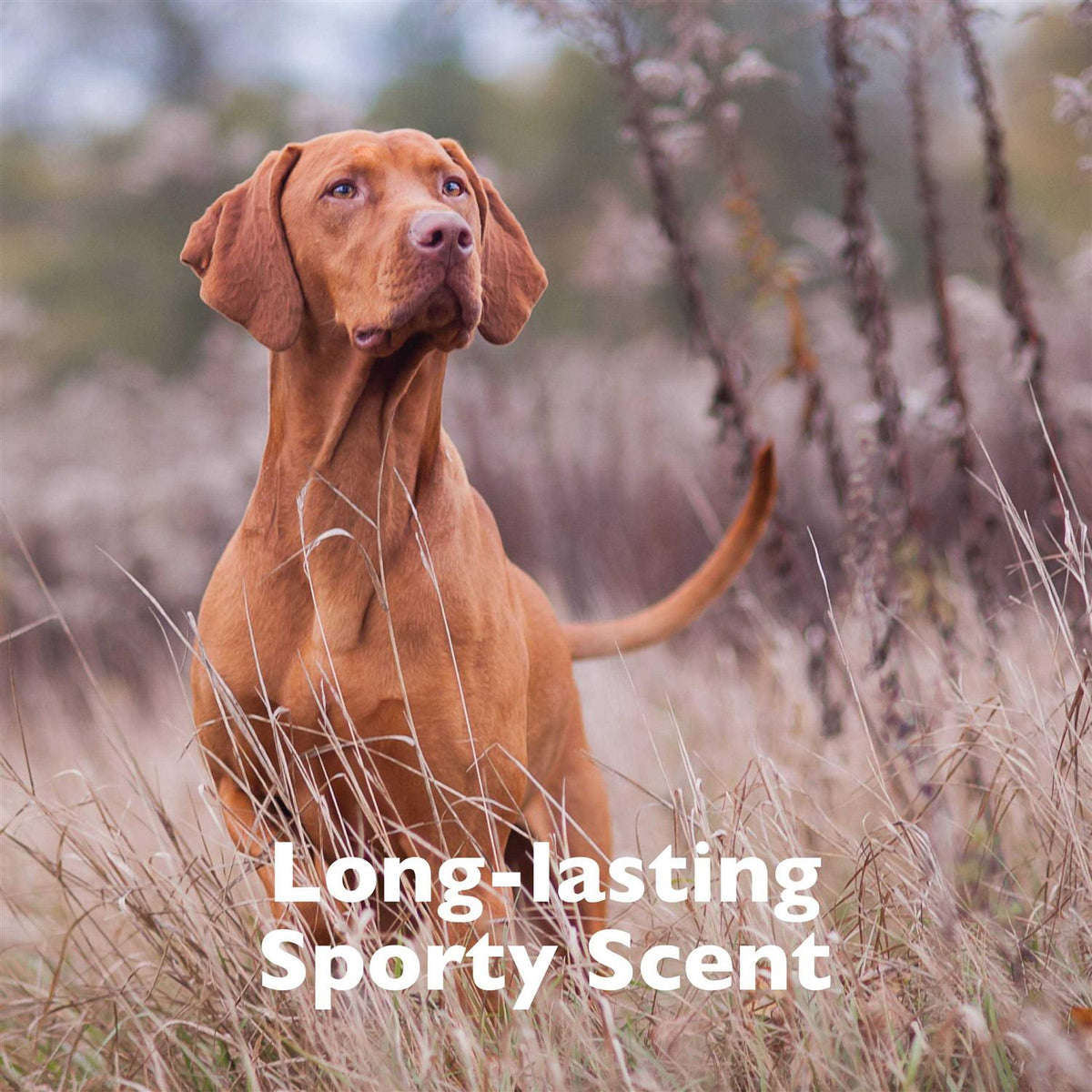 Pet Cologne X938