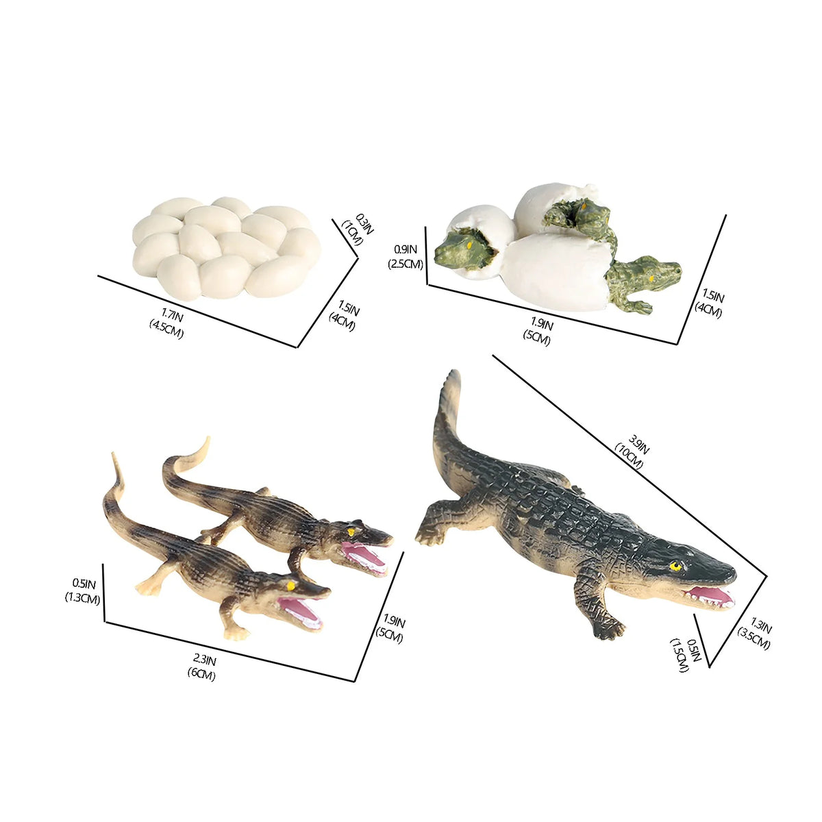 Educational Simulation Animal Growth Cycle Model Toys Z8210