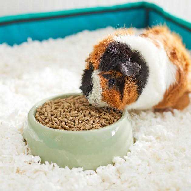 Timothy-Based Guinea Pig Diet R939975