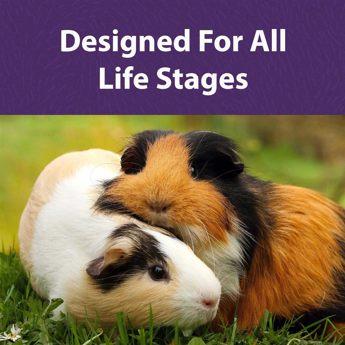 Timothy-Based Guinea Pig Diet R939975