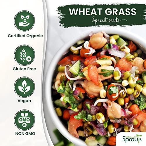 100% Organic Wheatgrass Seeds for Sprouting O460902