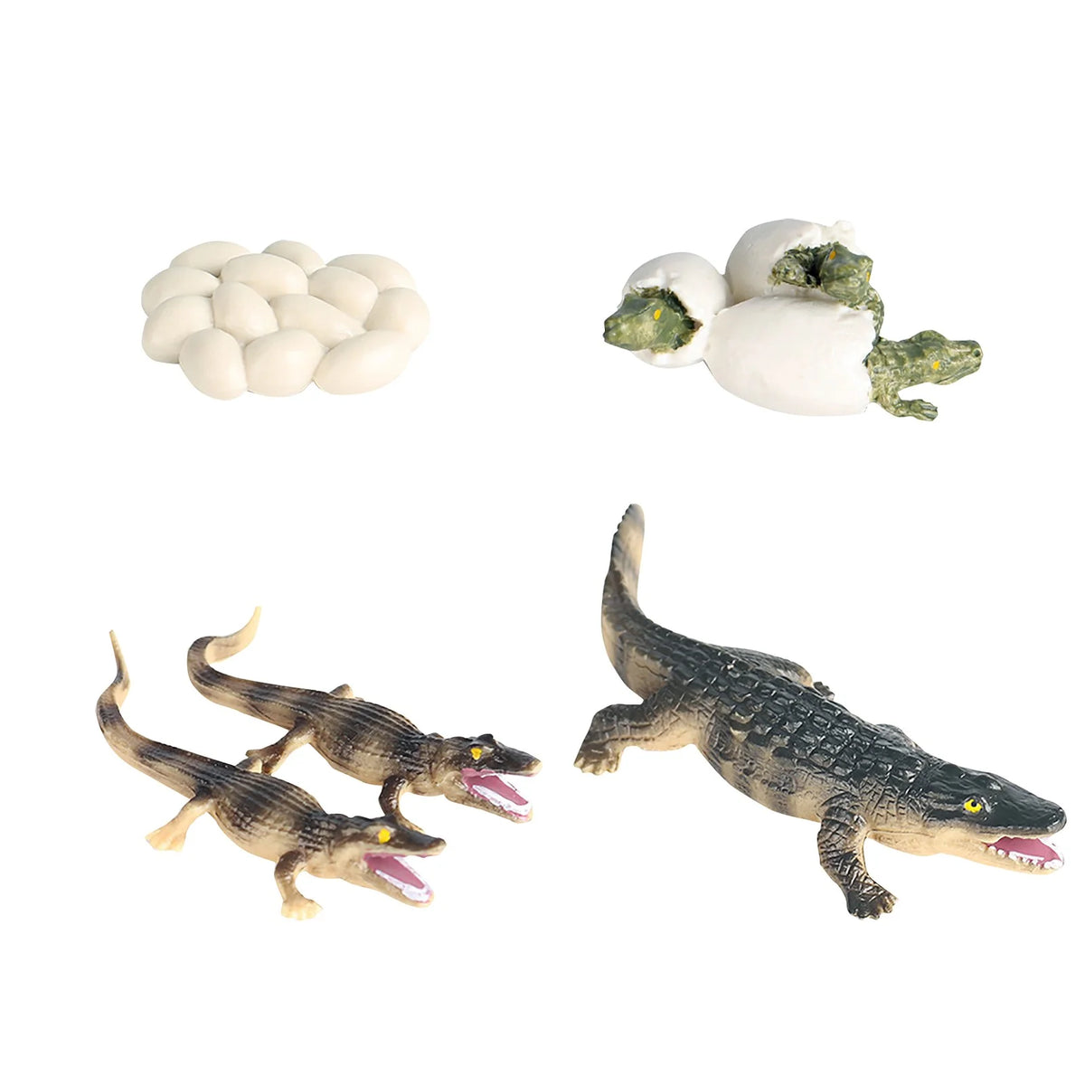 Educational Simulation Animal Growth Cycle Model Toys Z8210