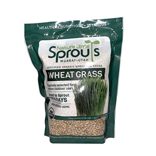 100% Organic Wheatgrass Seeds for Sprouting O460902