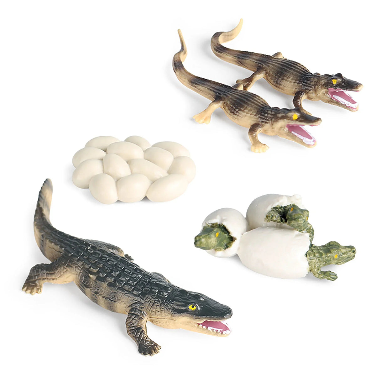 Educational Simulation Animal Growth Cycle Model Toys Z8210
