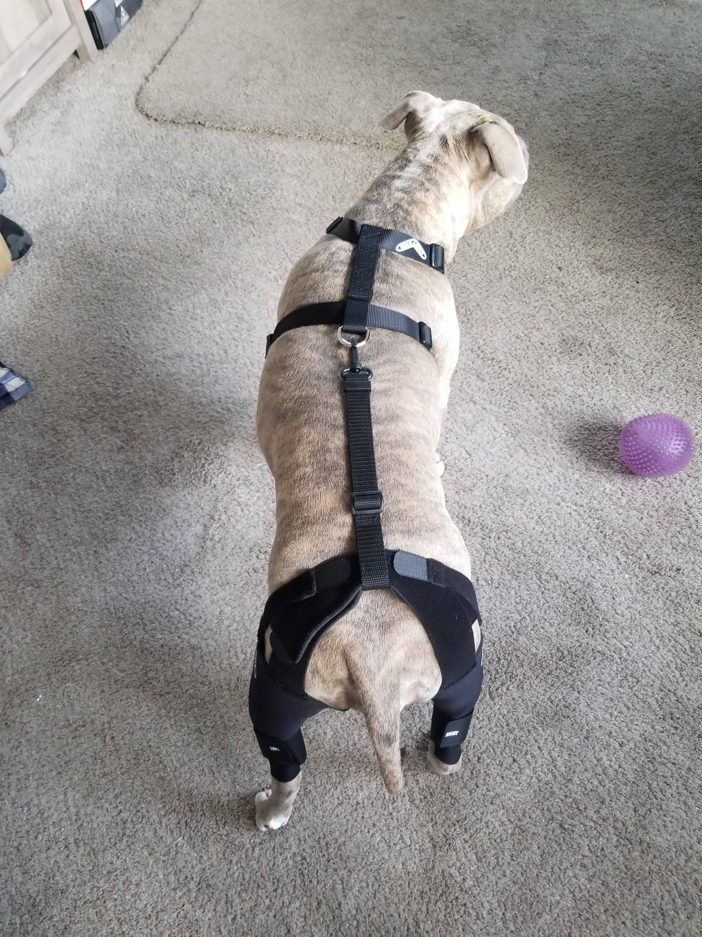 Double Knee Brace and Chest Halter R37136