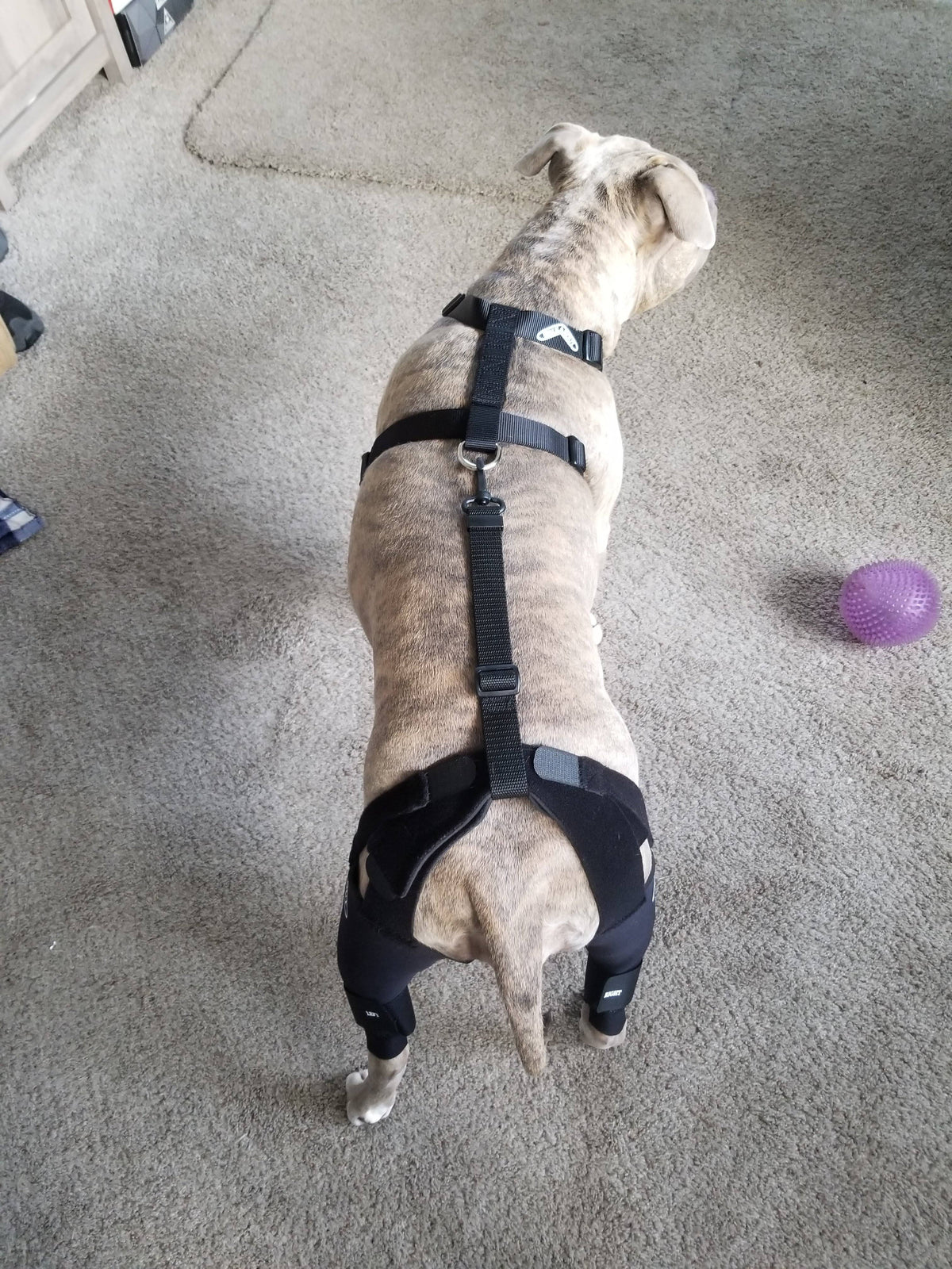 Double Knee Brace and Chest Halter R37136