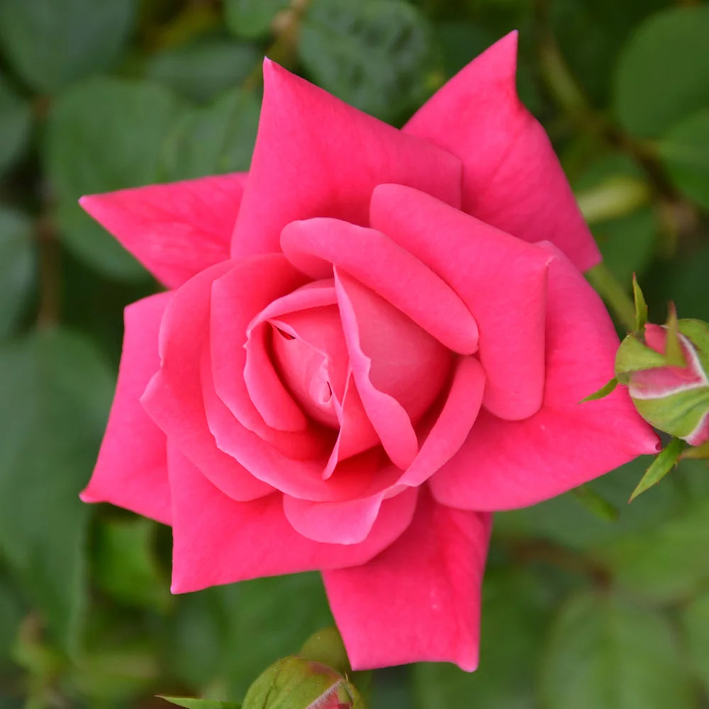 1Gal Pink Knockout Rose Live Plant P8041