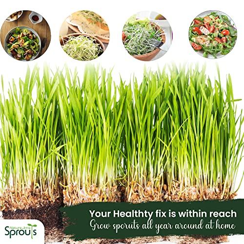100% Organic Wheatgrass Seeds for Sprouting O460902
