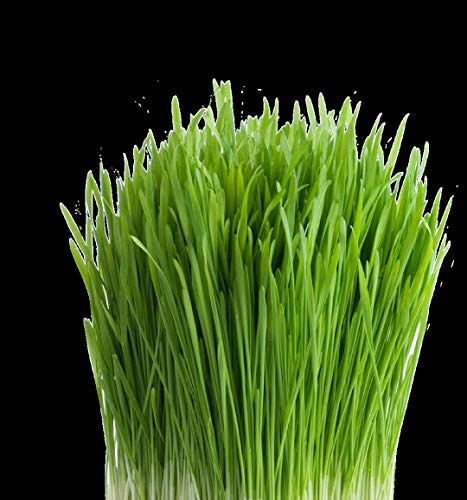 100% Organic Wheatgrass Seeds for Sprouting O460902