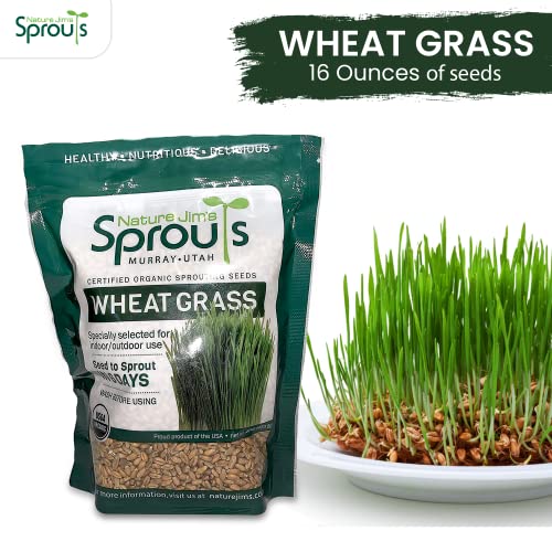 100% Organic Wheatgrass Seeds for Sprouting O460902