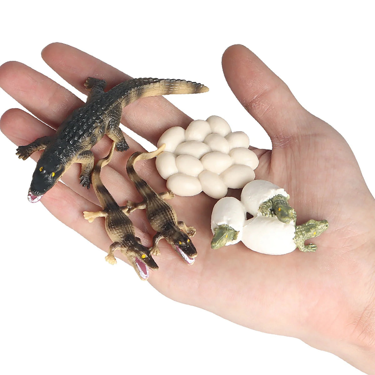 Educational Simulation Animal Growth Cycle Model Toys Z8210