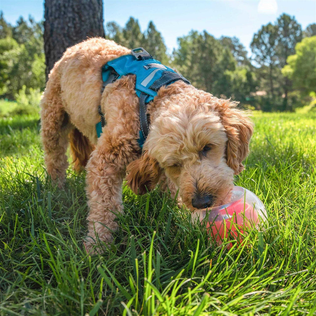 Interactive Ball Dog Toy S521