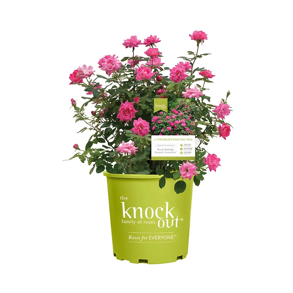 1Gal Pink Knockout Rose Live Plant P8041