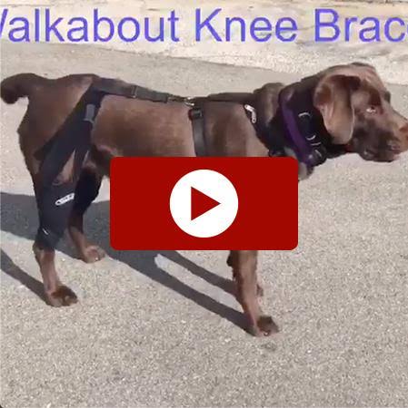 Double Knee Brace and Chest Halter R37136