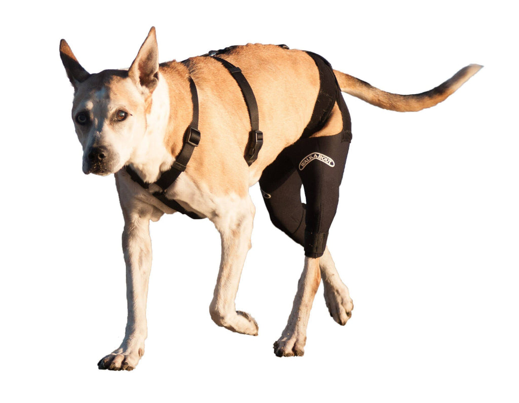 Double Knee Brace and Chest Halter R37136